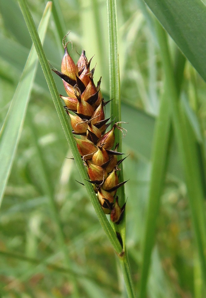 Image of Carex melanostachya specimen.