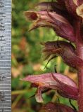 Orobanche hederae. Часть соцветия. Крым, Ялта, Массандровский парк (паразитирует на Hedera helix). 27 мая 2014 г.