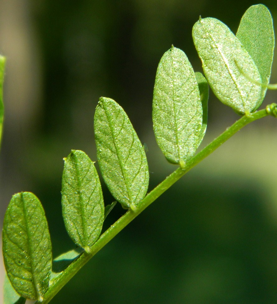 Image of Vicia sylvatica specimen.