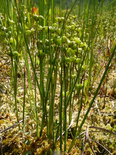 Изображение особи Scheuchzeria palustris.