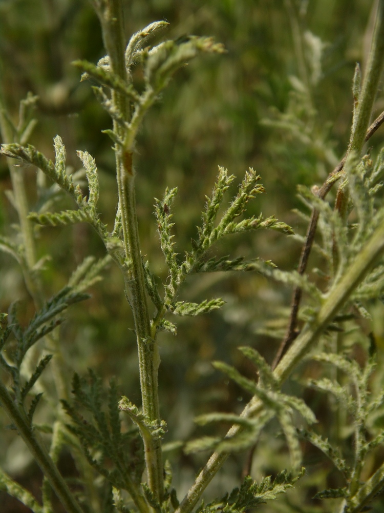 Image of Anthemis tinctoria specimen.