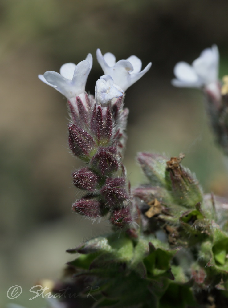 Image of Anchusa procera specimen.