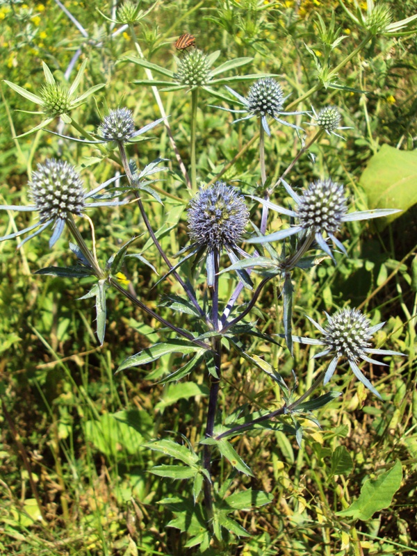 Image of Eryngium planum specimen.