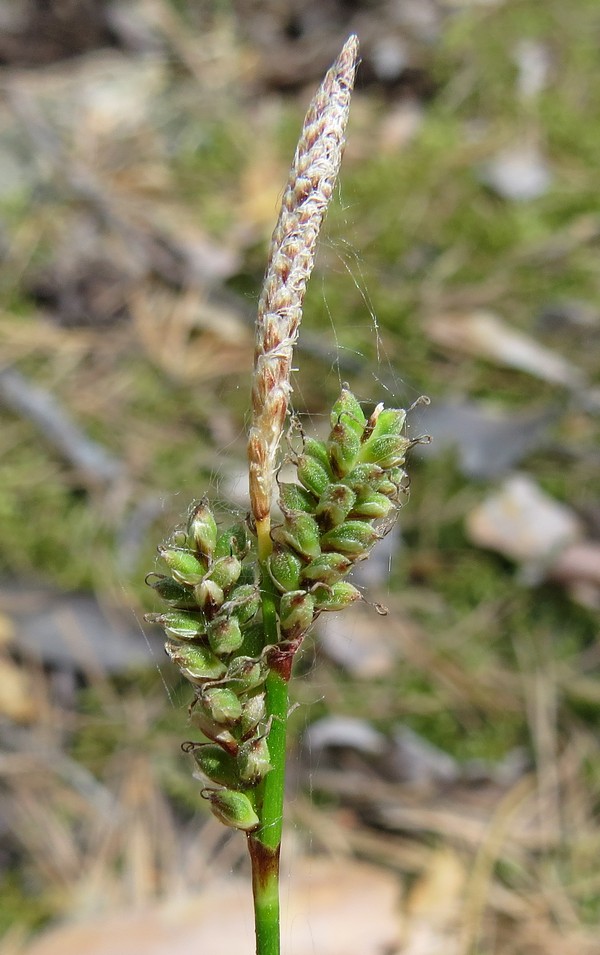 Изображение особи Carex ericetorum.