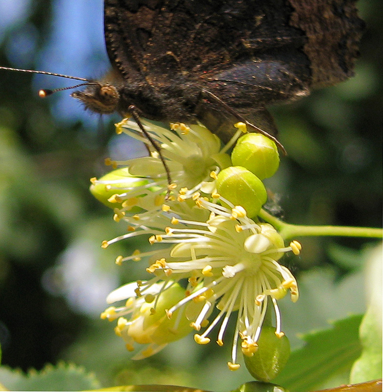 Image of Tilia cordata specimen.