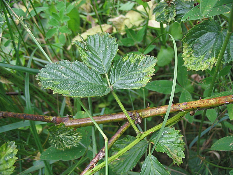 Image of Rubus nessensis specimen.