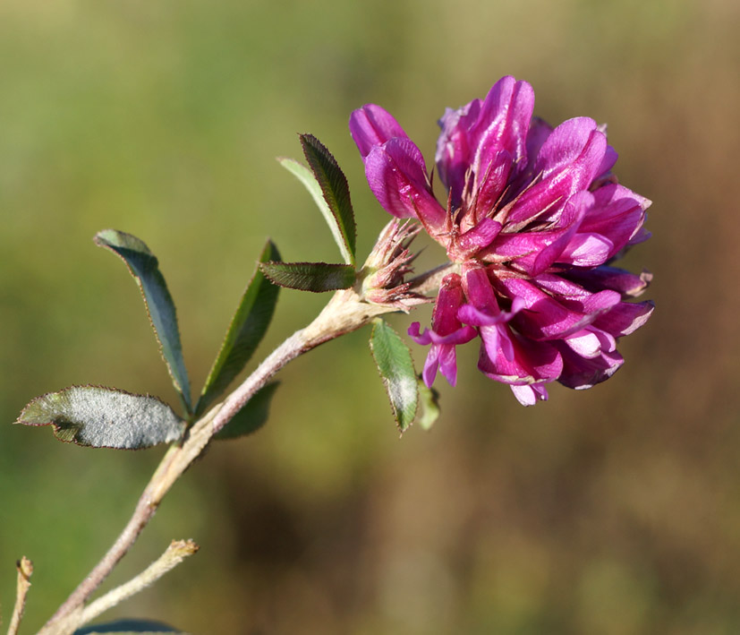 Image of Trifolium pacificum specimen.