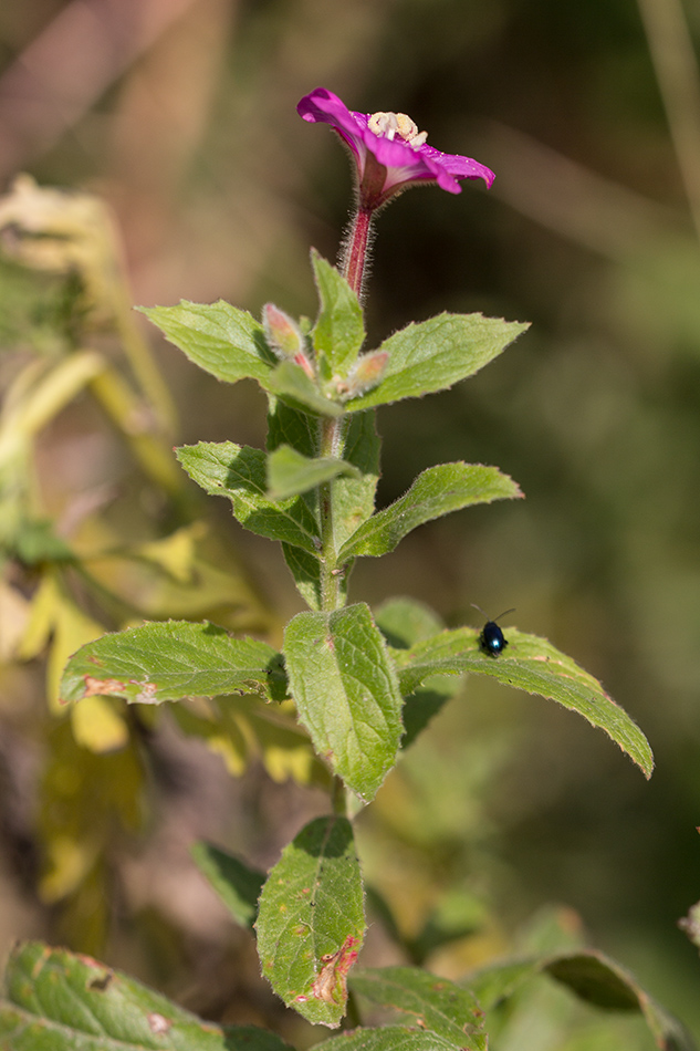 Изображение особи Epilobium hirsutum.