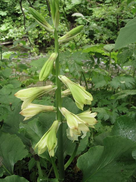 Изображение особи Cardiocrinum cordatum.