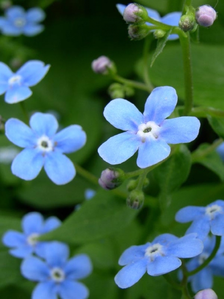 Image of Brunnera sibirica specimen.