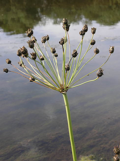 Image of Butomus umbellatus specimen.