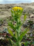 Tephroseris palustris. Верхушка цветущего растения. Восточный Казахстан, Курчумский р-н, с. Урунхайка, берег оз. Маркаколь. 22.08.2009.