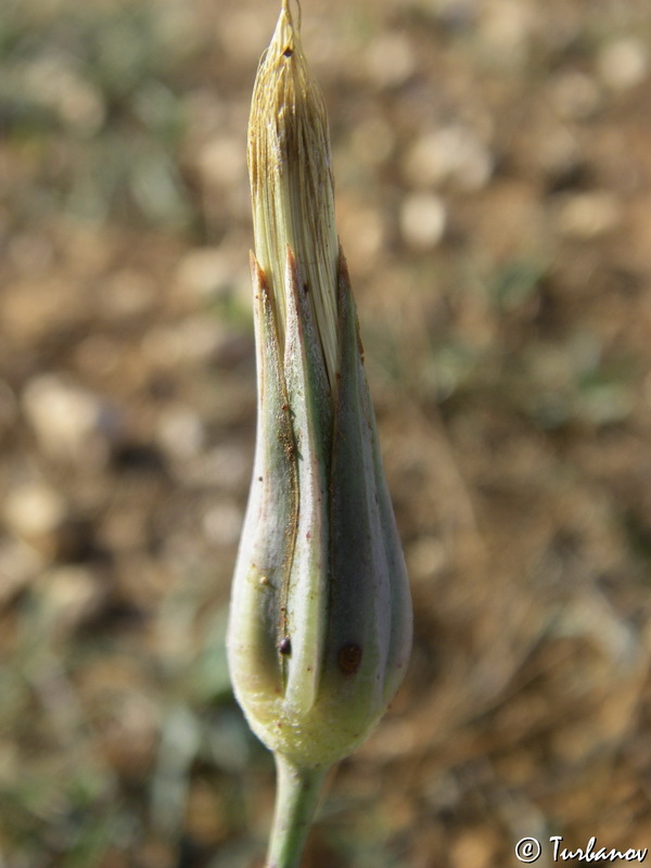 Image of Tragopogon elatior specimen.