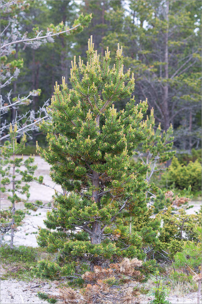 Image of Pinus friesiana specimen.