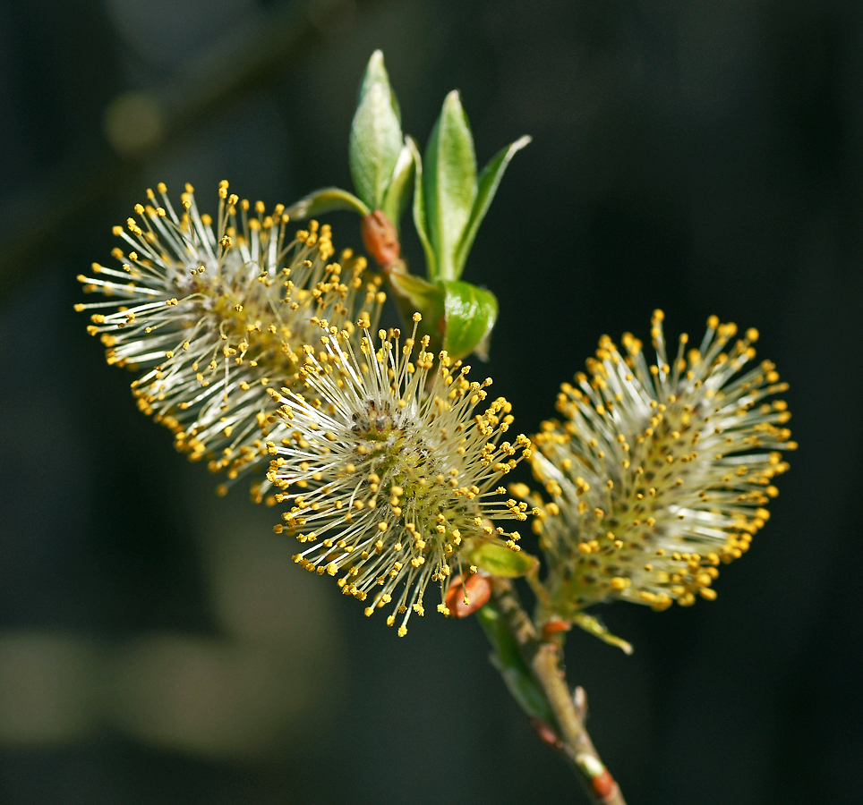 Image of Salix caprea specimen.