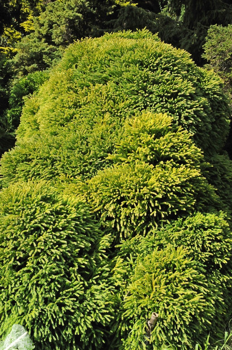 Image of Cryptomeria japonica specimen.