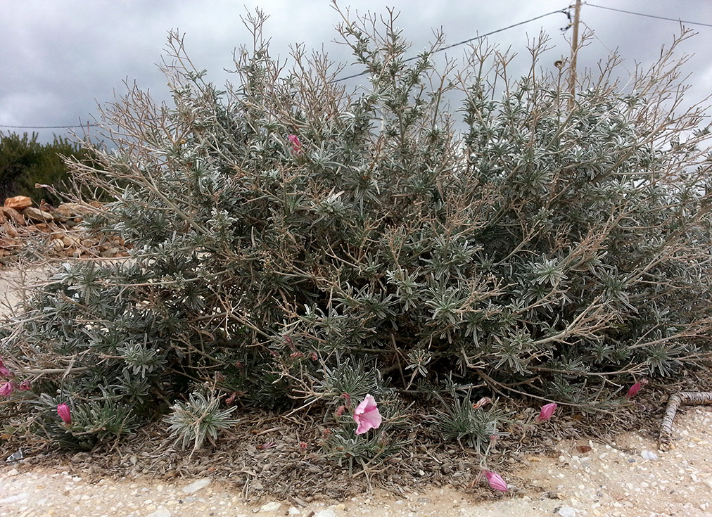 Image of Convolvulus oleifolius specimen.