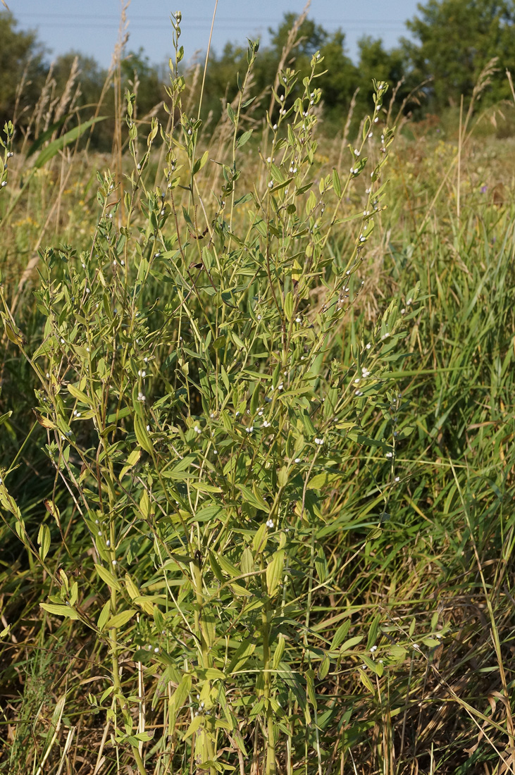 Image of Lithospermum officinale specimen.