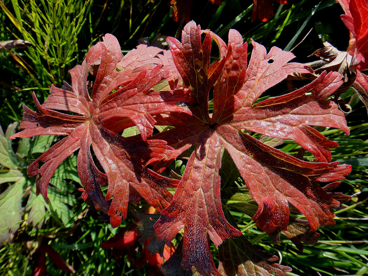 Image of Geranium pratense ssp. sergievskajae specimen.