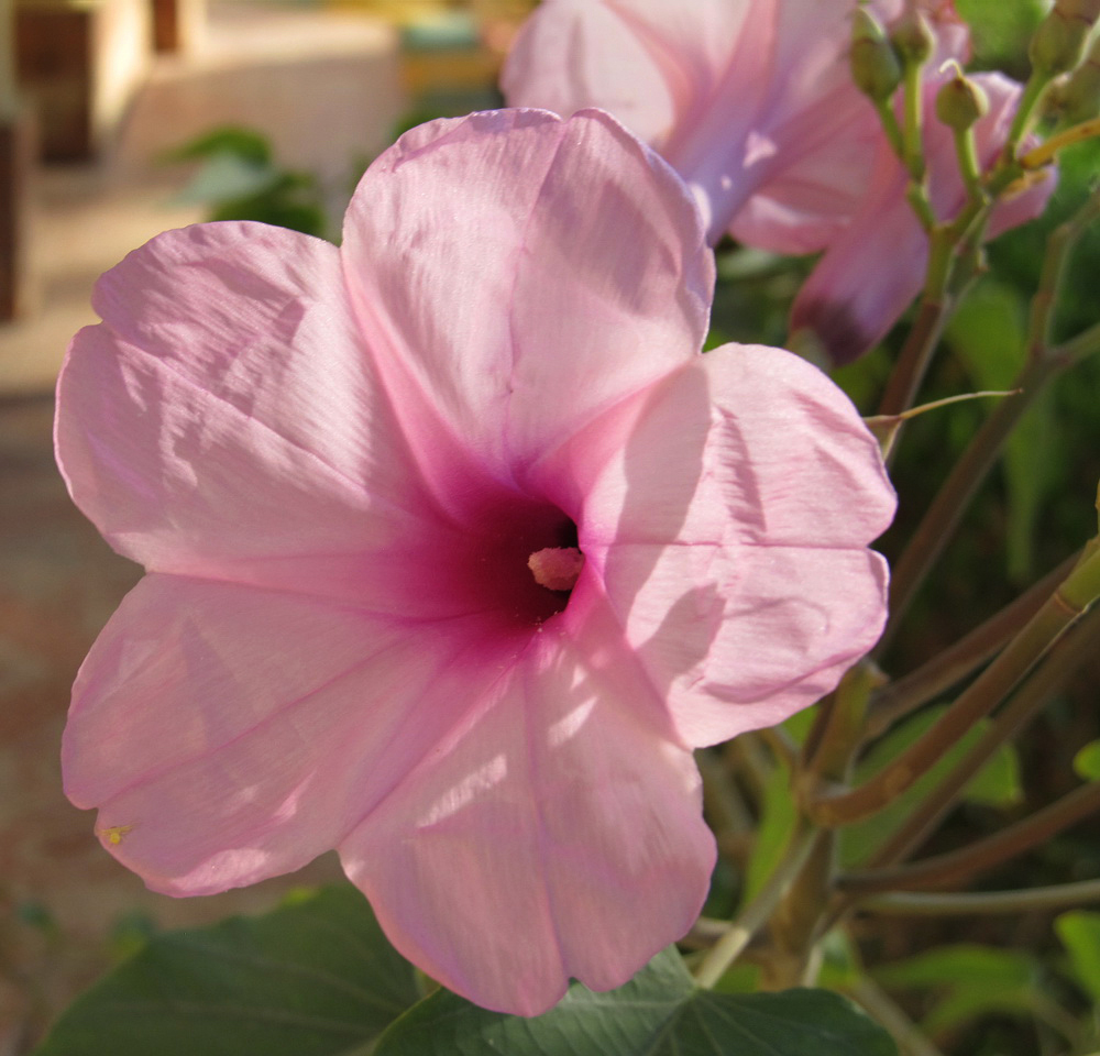 Image of Ipomoea carnea specimen.