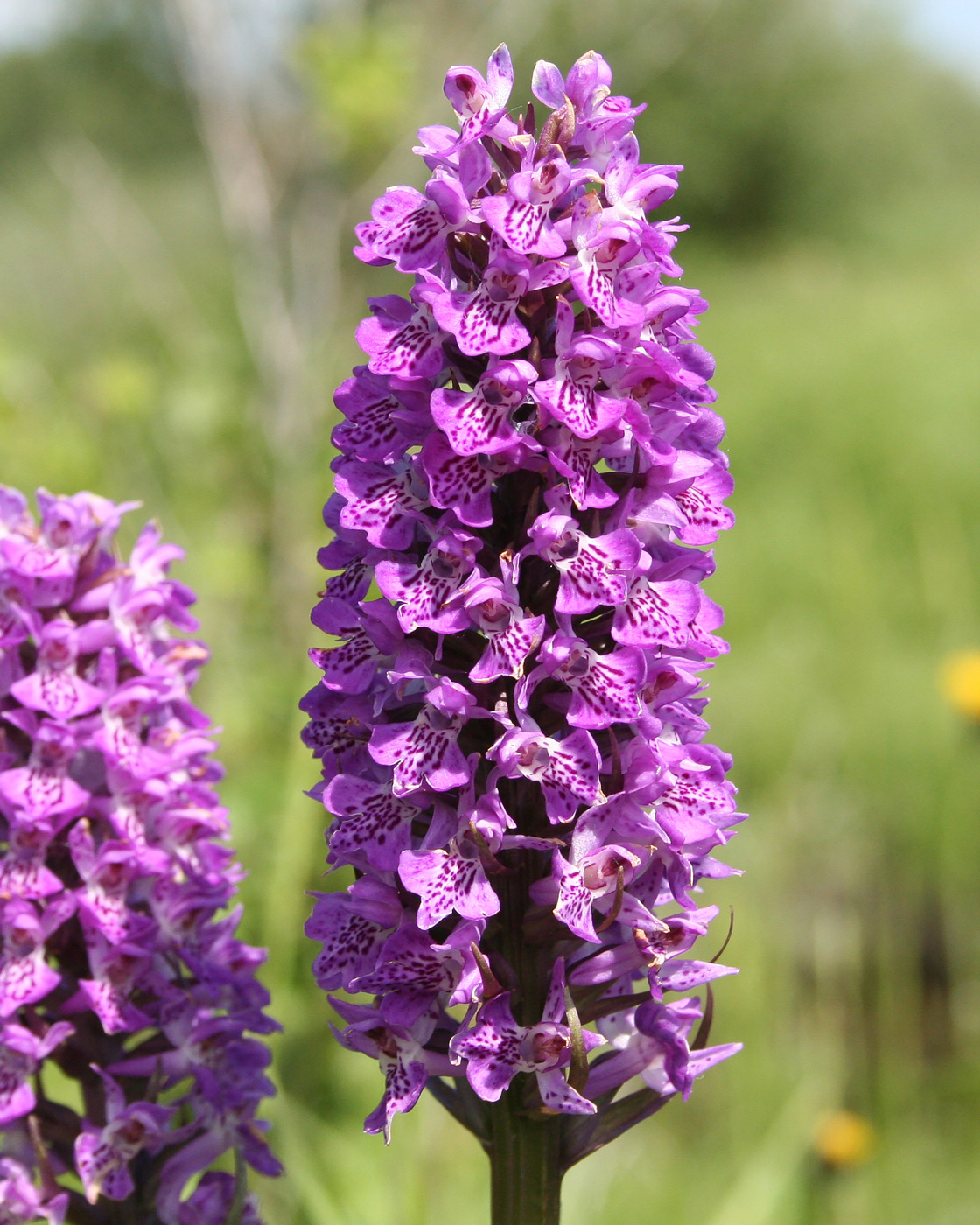 Image of Dactylorhiza sibirica specimen.