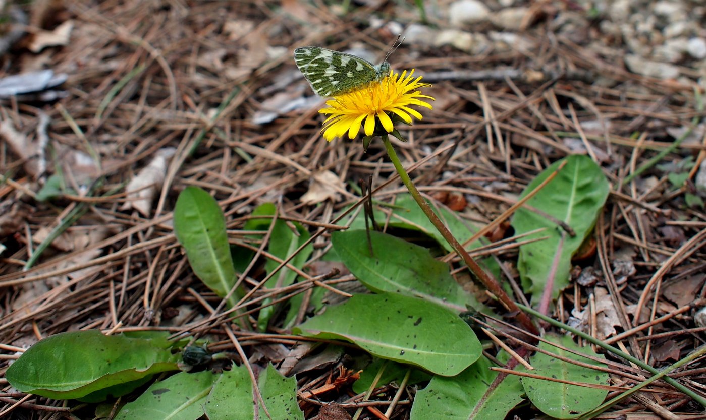 Изображение особи Taraxacum thracicum.