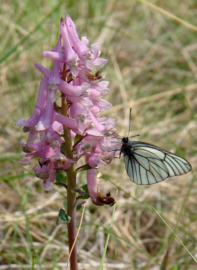 Image of Corydalis paeoniifolia specimen.