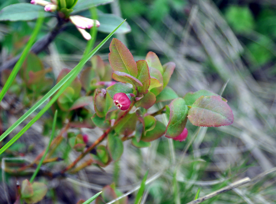 Изображение особи Vaccinium myrtillus.