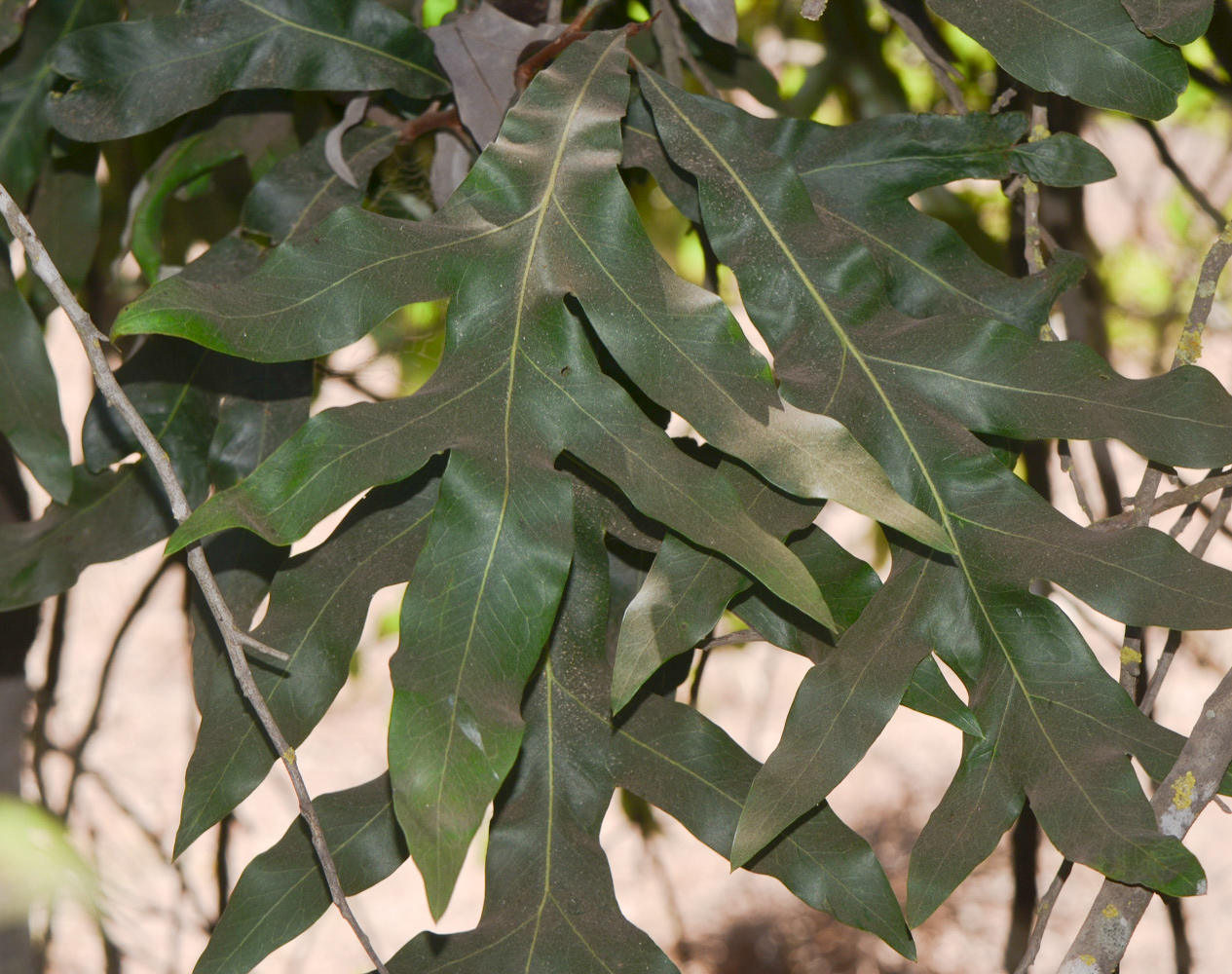 Image of Grevillea hilliana specimen.