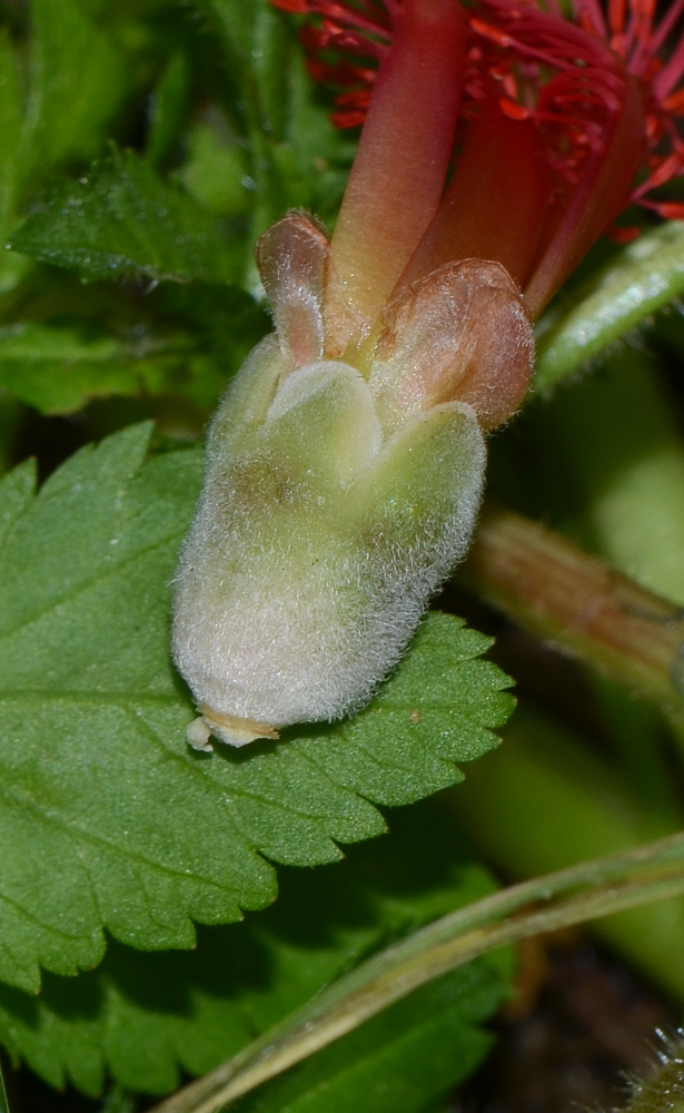 Image of Calothamnus villosus specimen.