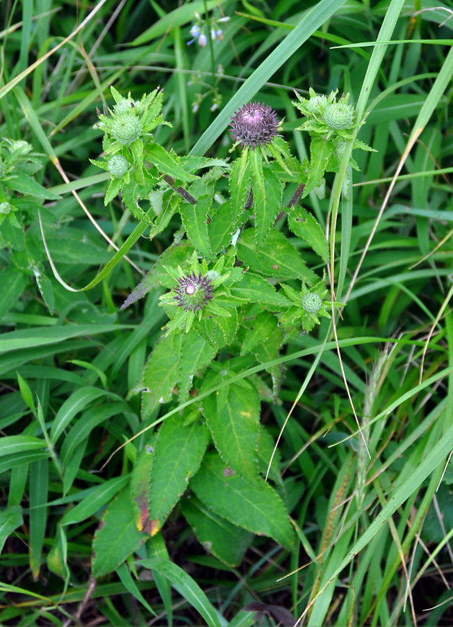 Изображение особи Cirsium vlassovianum.