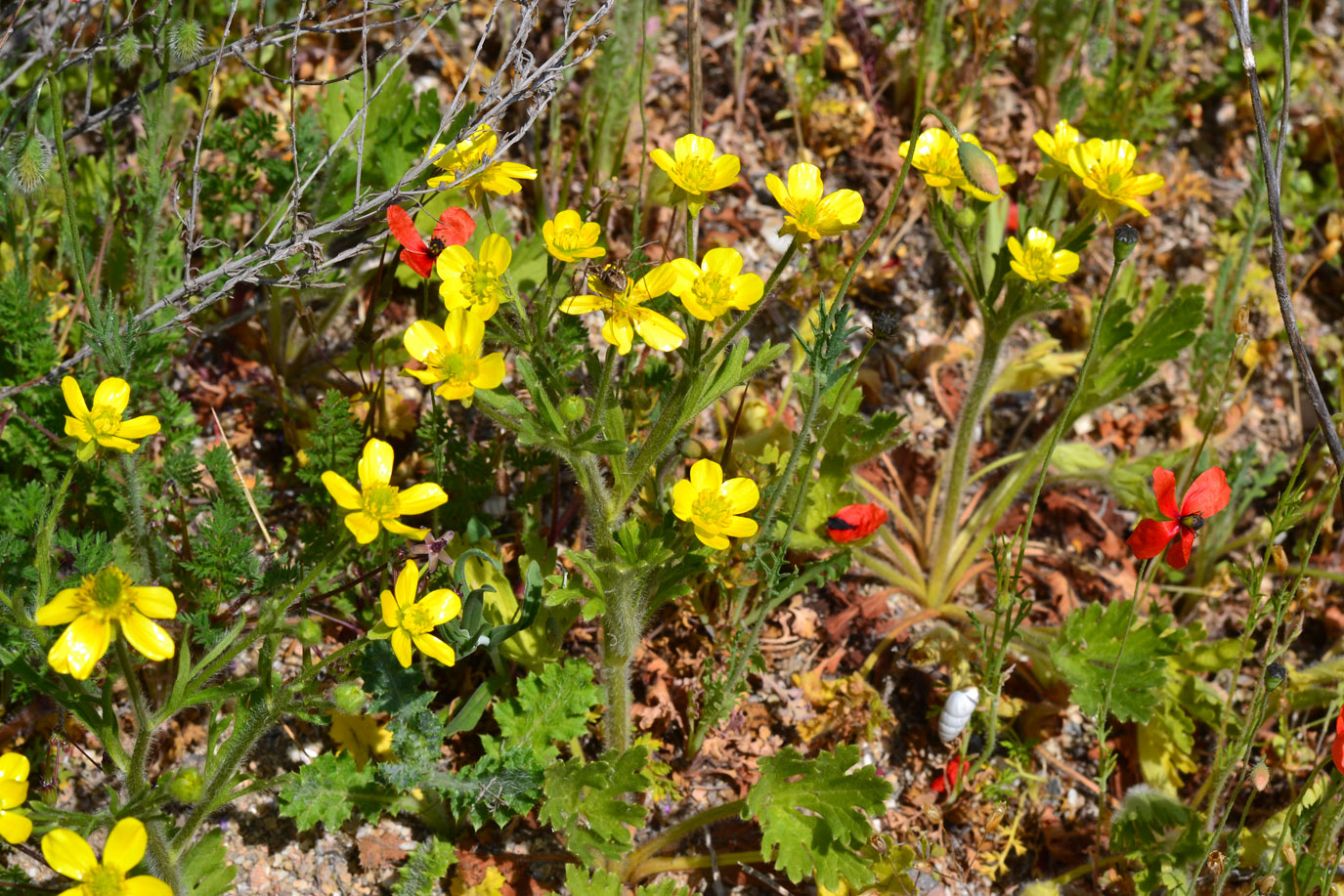 Image of Ranunculus oxyspermus specimen.