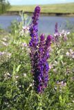 Salvia tesquicola. Верхушка цветущего растения. Ульяновская обл., восточный склон Приволжской возвышенности, Шиловская лесостепь. 01.07.2005.