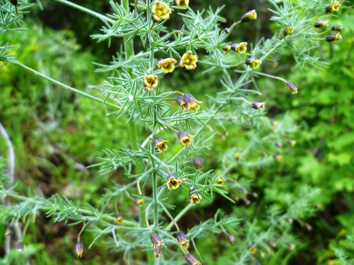 Image of Asparagus bucharicus specimen.