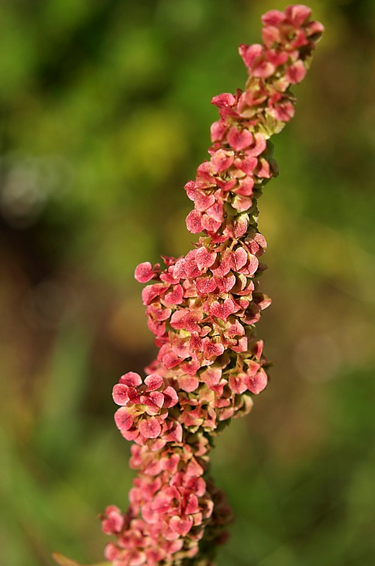 Image of Rumex pseudonatronatus specimen.