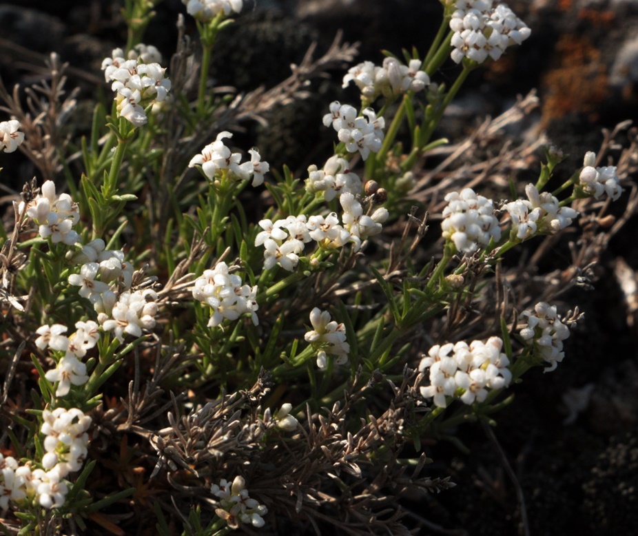 Image of Asperula petraea specimen.