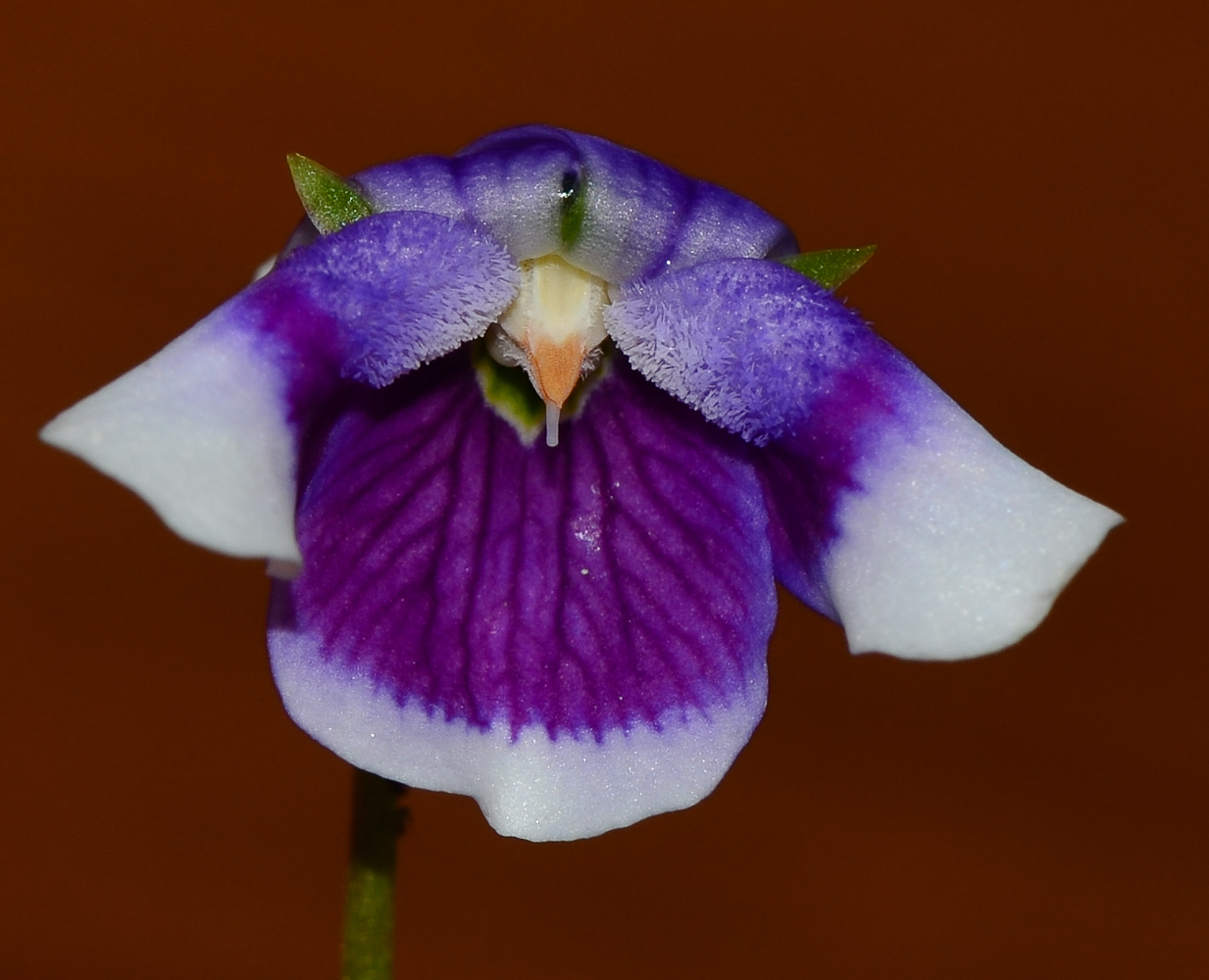 Image of Viola hederacea specimen.