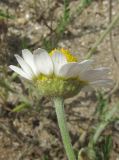 Anthemis dubia. Верхушка побега с соцветием. Крым, Черноморский р-н, окр. с. Знаменское, песчаный пляж. 19 июня 2016 г.