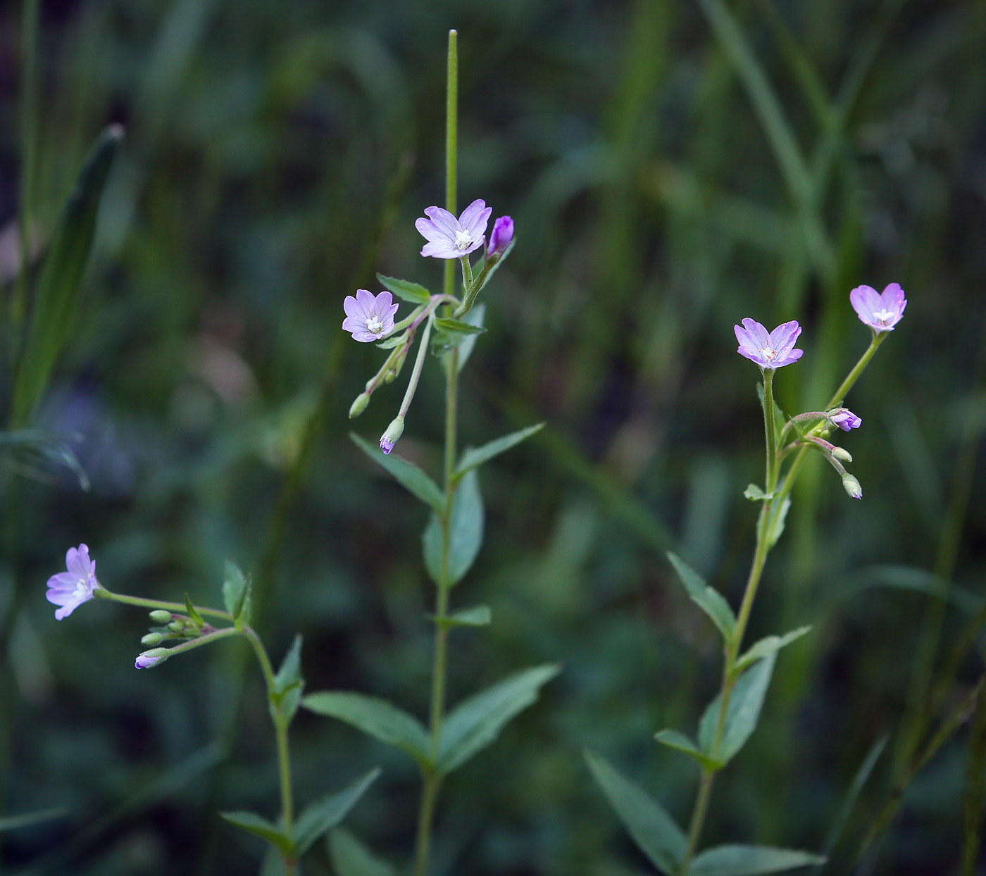 Image of Epilobium montanum specimen.