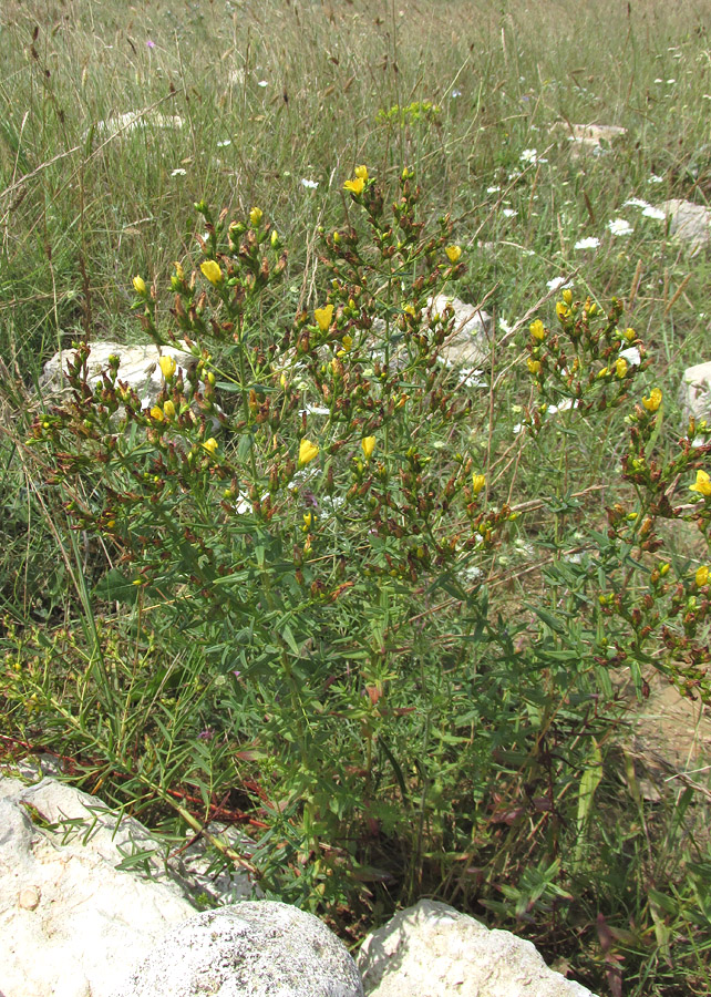 Изображение особи Hypericum elegans.