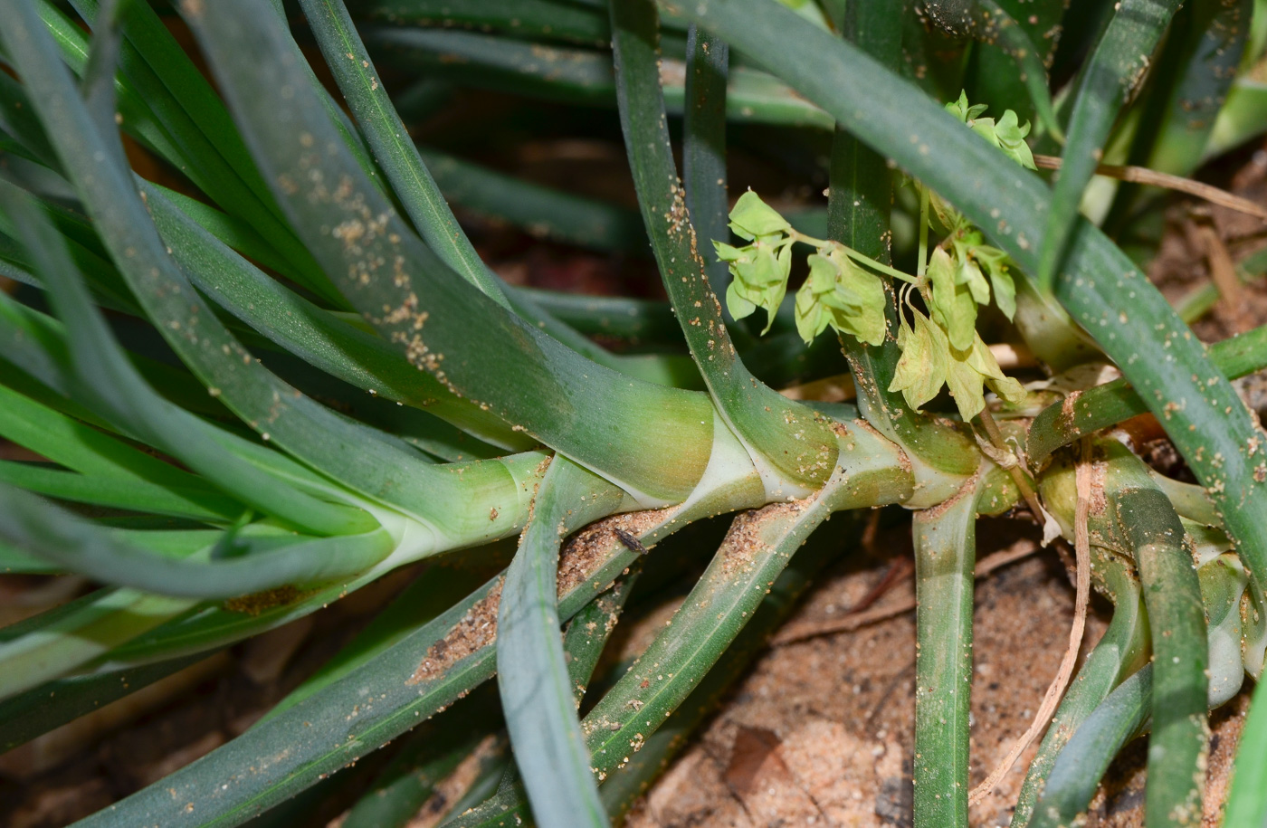 Image of Bulbine frutescens specimen.