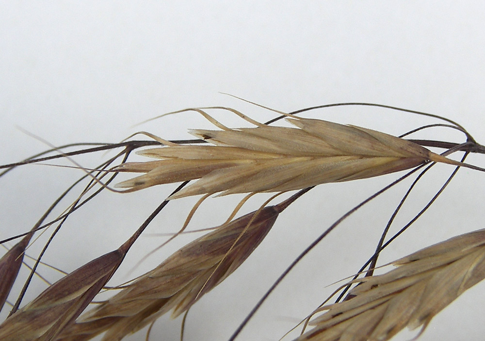 Image of Bromus japonicus specimen.