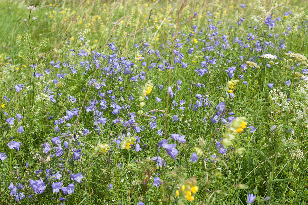 Image of Campanula rotundifolia specimen.