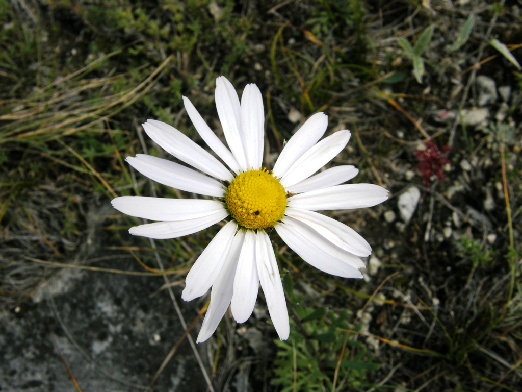 Image of Chrysanthemum zawadskii specimen.