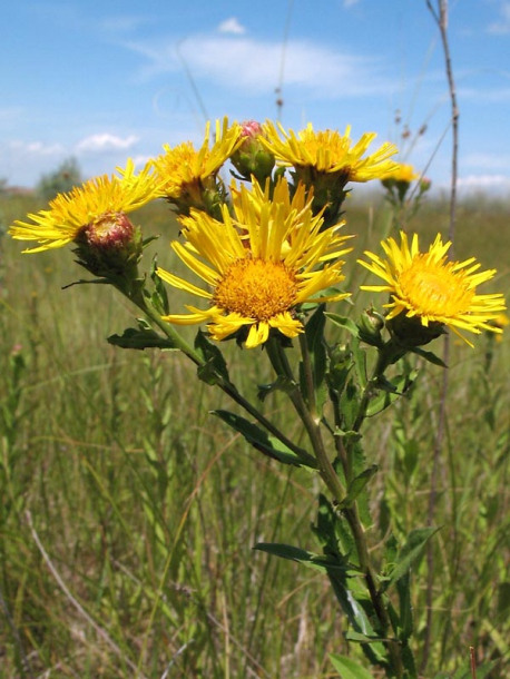 Изображение особи Inula aspera.