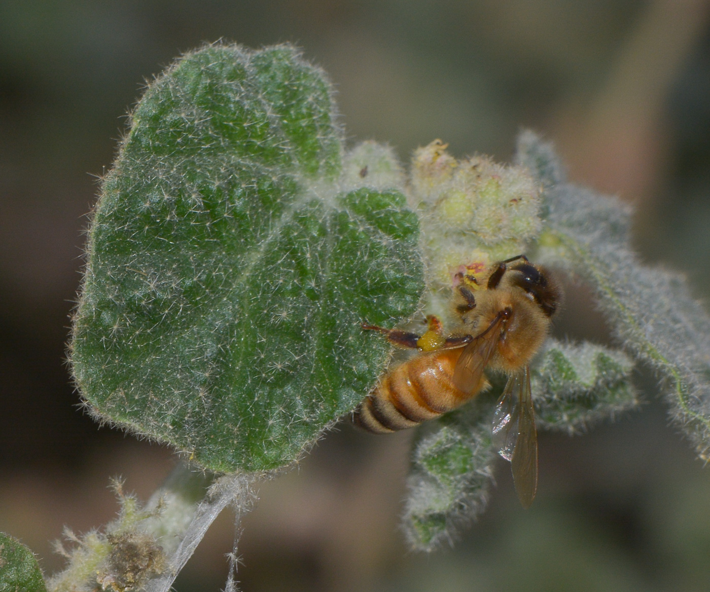 Изображение особи Chrozophora plicata.