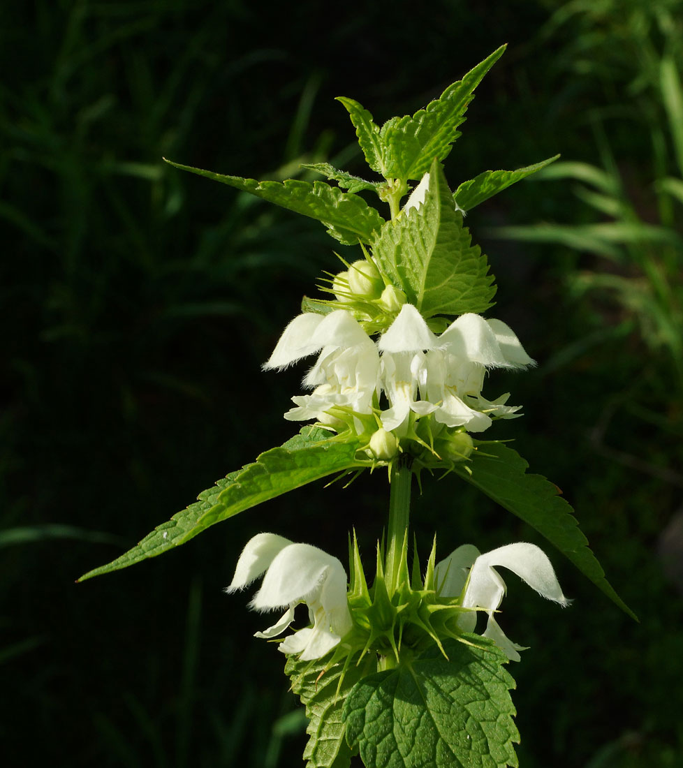 Image of Lamium album specimen.