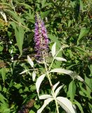 Buddleja davidii. Верхушка цветущего побега (видна нижняя поверхность листьев) с сидящим клопом. Восточный Казахстан, г. Усть-Каменогорск, Архитектурно-ландшафтный музей-заповедник, в культуре. 04.09.2016.