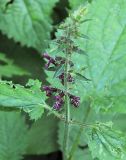 Stachys sylvatica. Верхушка цветущего растения. Польша, Беловежа, Беловежская пуща. 23.06.2009.