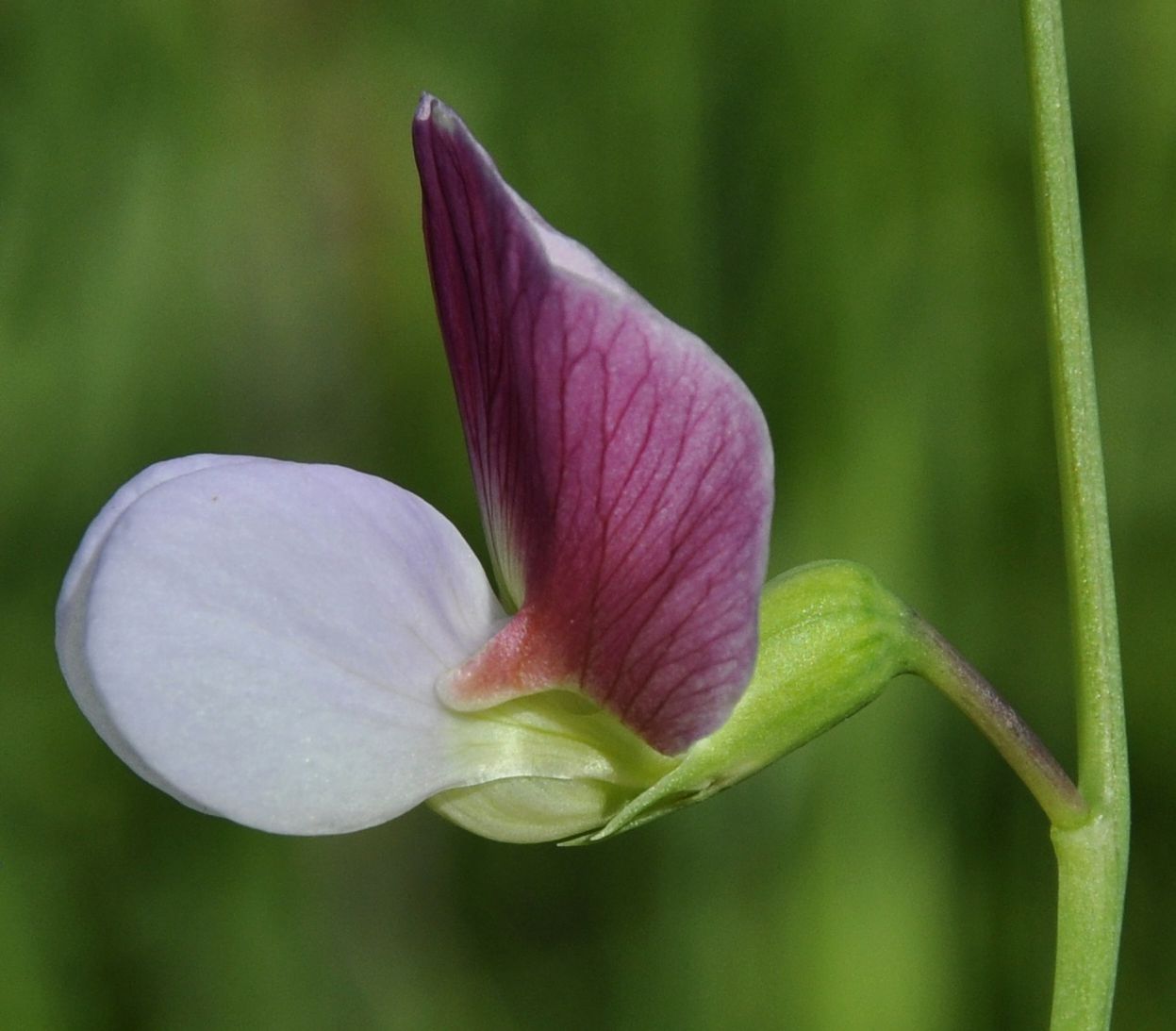 Image of Lathyrus clymenum specimen.